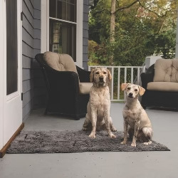 dogs